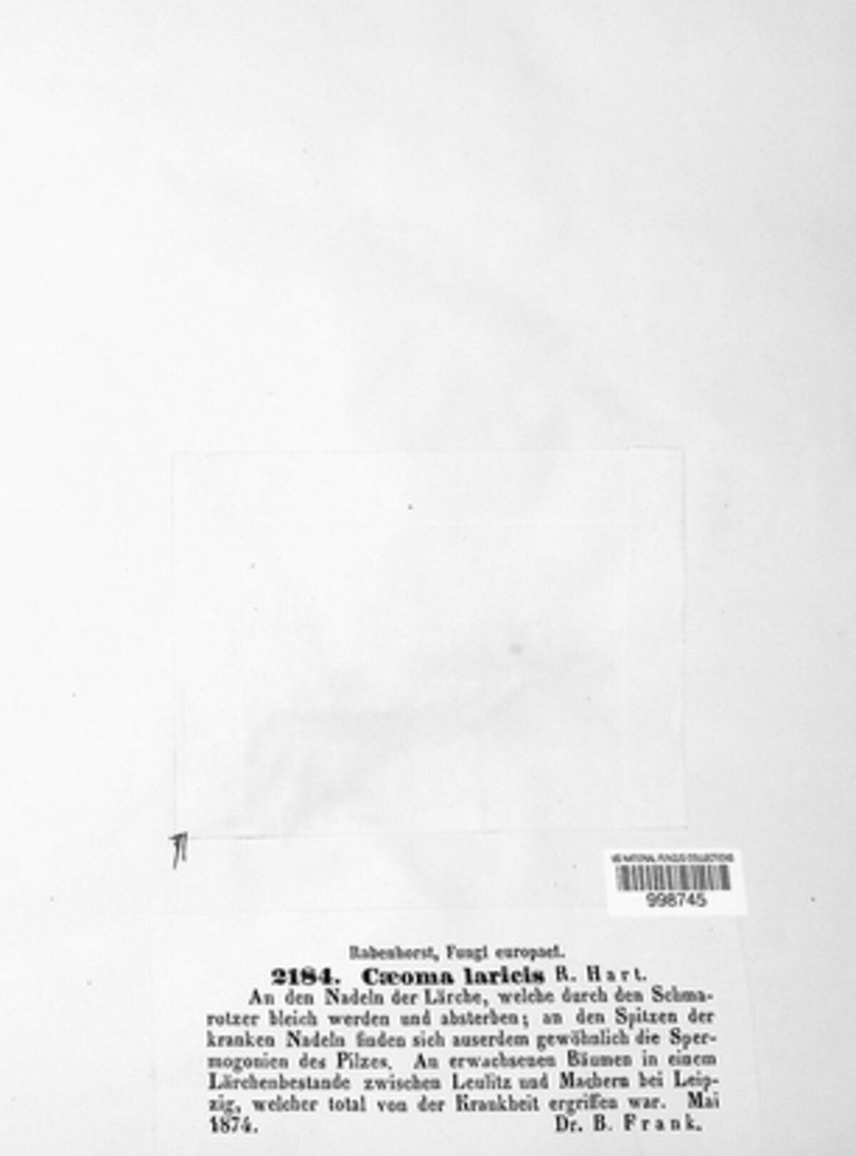 Caeoma laricis image